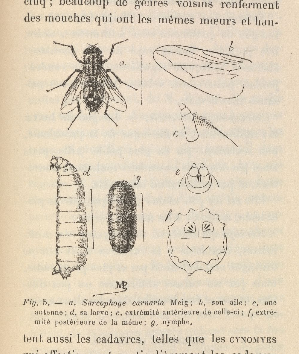 La faune des cadavres : application de l'entomologie à la médecine légale / par P. Mégnin.