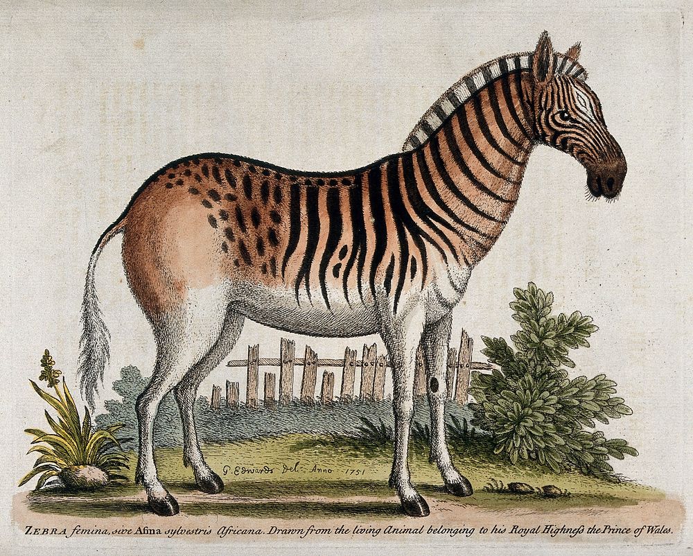 A female zebra standing in an enclosure. Coloured etching after G. Edwards.