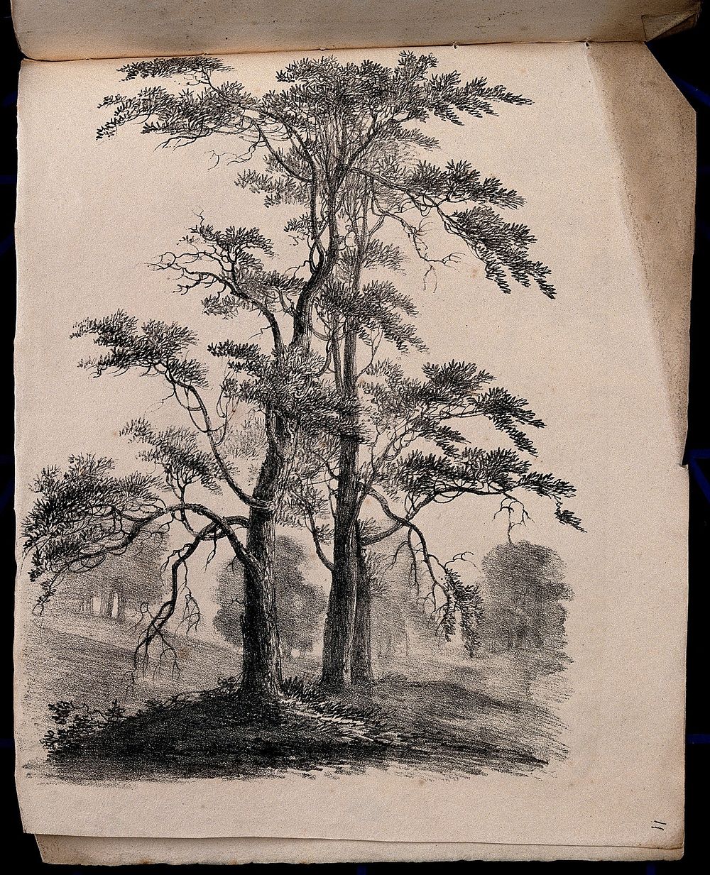 Three trees, possibly pines (Pinus species), with surrounding vegetation. Lithograph, c. 1822.