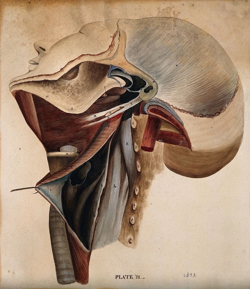 Dissection of the neck. Watercolour, 18--.