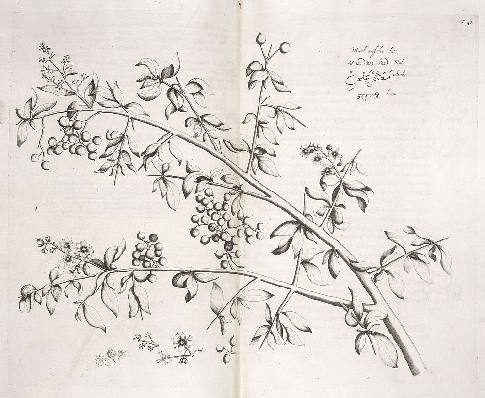 Mail-anschi, Hortus Indicus Malabaricus
