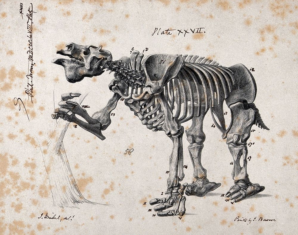 Skeleton of a mammal. Lithograph after J. Dinkel.