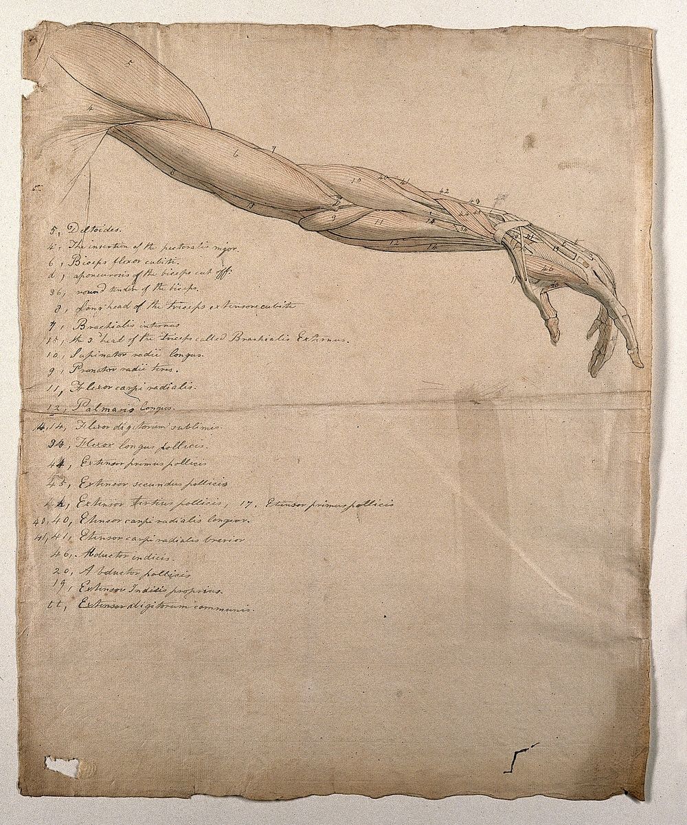 The muscles of the arm and hand. Pen and ink, with pink and grey watercolour washes, by C. Landseer after B. Albinus, ca.…
