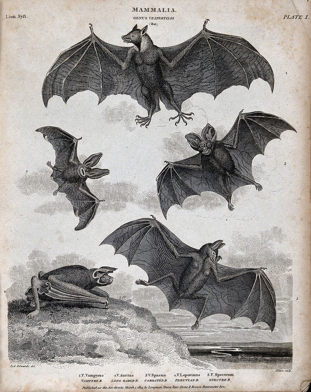 Six nocturnal mammals of the order Chiroptera. Line engraving by Milton after S. Edwards.