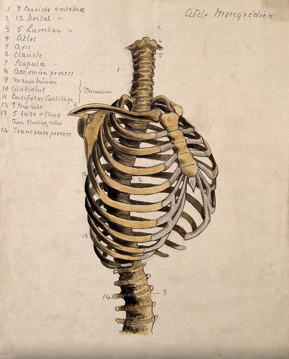 Vertebral column and ribcage. Watercolour by A. Mongrédien, ca. 1880.