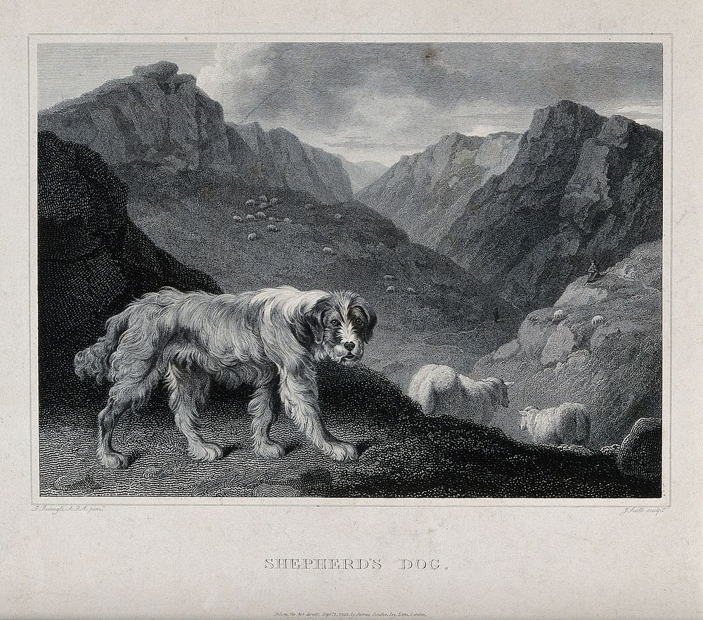 A shepherd's dog standing in front of a mountainous landscape populated by sheep. Etching by J. Scott after P. Reinagle.