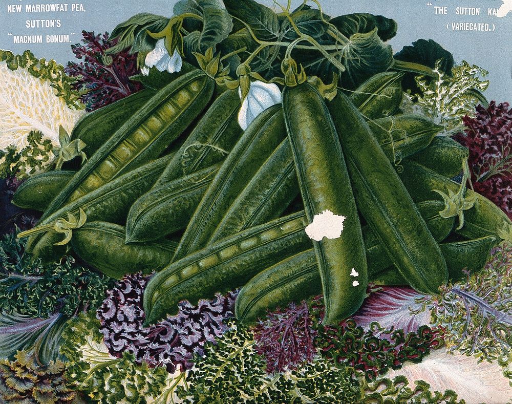 A cultivar of garden pea (Pisum sativum) and of variegated kale (Brassica oleracea acephala). Chromolithograph, c. 1890.