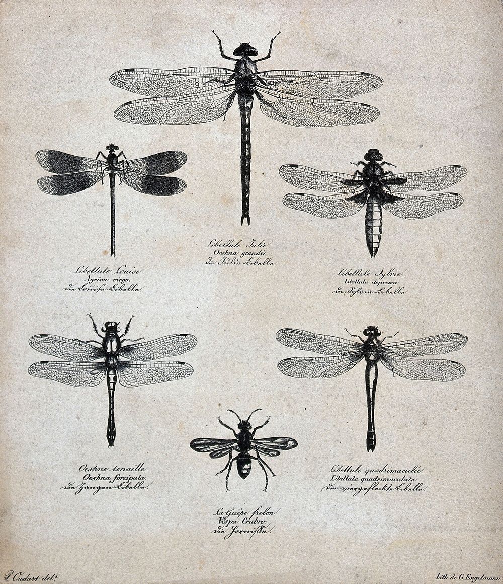 Six dragonflies and a wasp. Lithograph by G. Engelmann after P. Oudart.