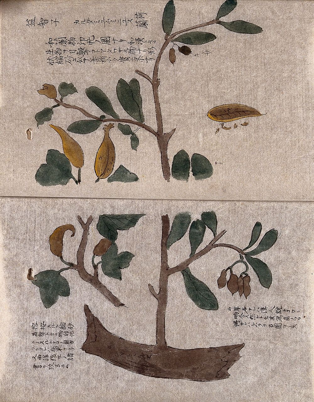 A fruiting tree branch with a small section enlarged and a fruit with some seeds extracted. Watercolour.