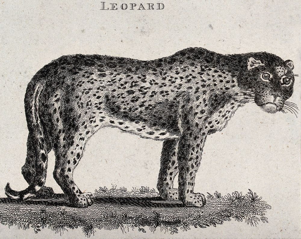 A leopard. Etching.