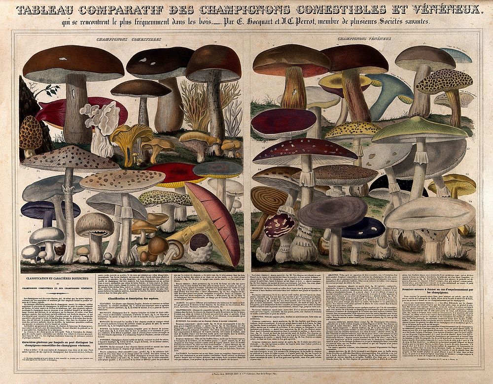 Varieties of mushrooms and edible fungi. Coloured mixed method engraving by A. M. Perrot after E. Hocquart and J. C. Perrot.