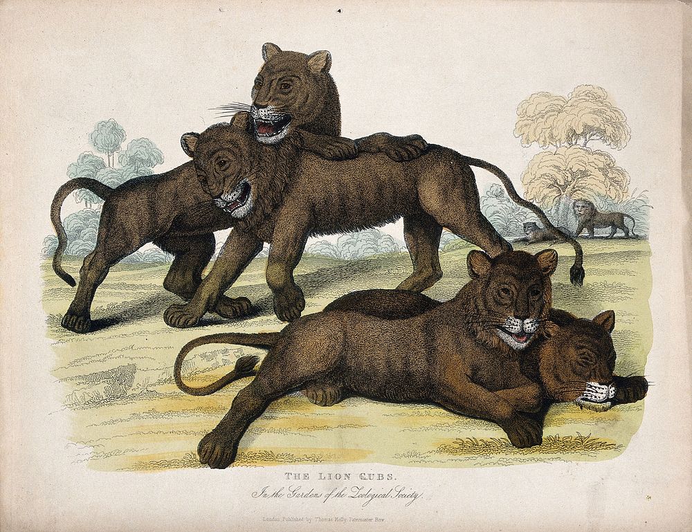 Zoological Society of London: four lion cubs. Coloured etching.