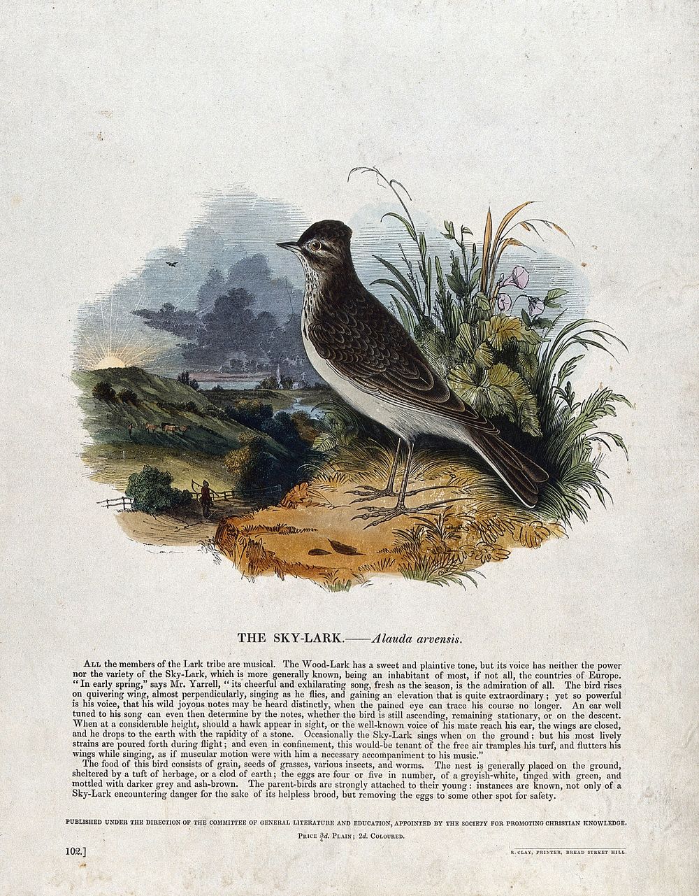 A sky-lark sitting on a rock before a bucolic landscape. Coloured wood engraving by J. W. Whimper.