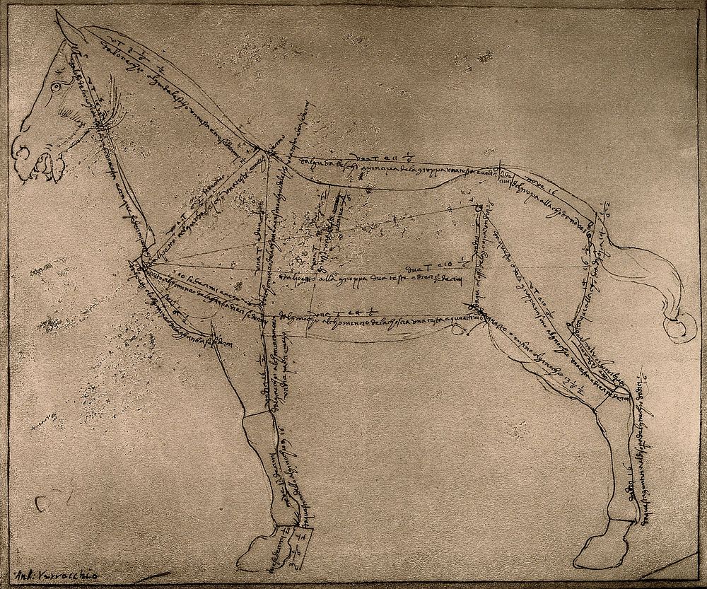 Study of a horse, side view, with lines of proportion marked and annotated on its body. Photographic reproduction after a…