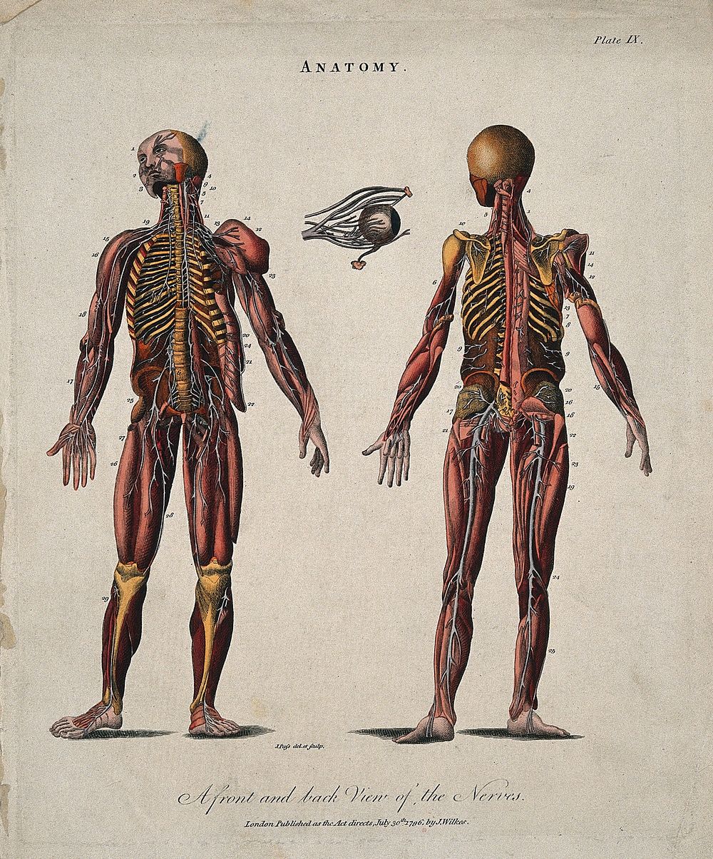Ecorché figures showing the nerves: front and back views, with an eyeball. Coloured line engraving by J. Pass after W.…