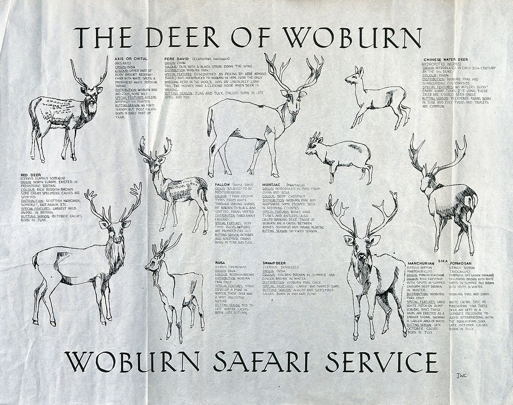 Nine species of deer found in Woburn Safari Park. Reproduction of a drawing by J W C.