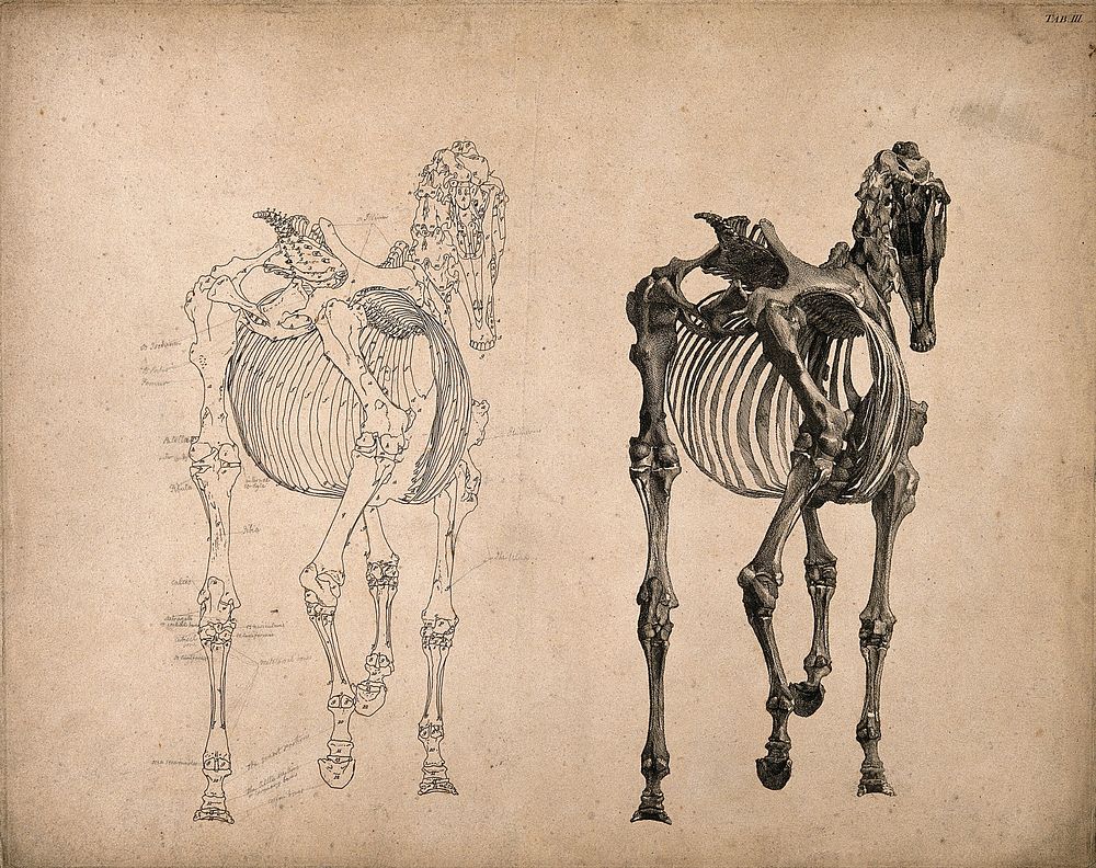 Skeleton of a horse, seen from behind: two figures, one an outline drawing, the other a tonal drawing. Engraving with…
