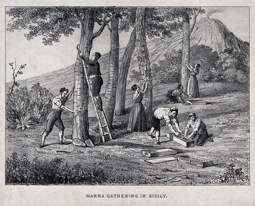 Agriculture: peasants gathering manna from trees in Sicily and packing it in boxes marked "Herring Brothers London".…