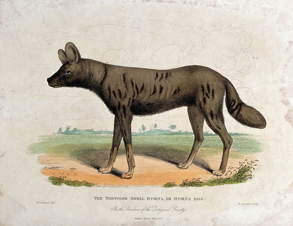 Zoological Society of London: a tortoise-shell hyena, or hyena dog. Etching by W. Panormo after W. Berthoud.