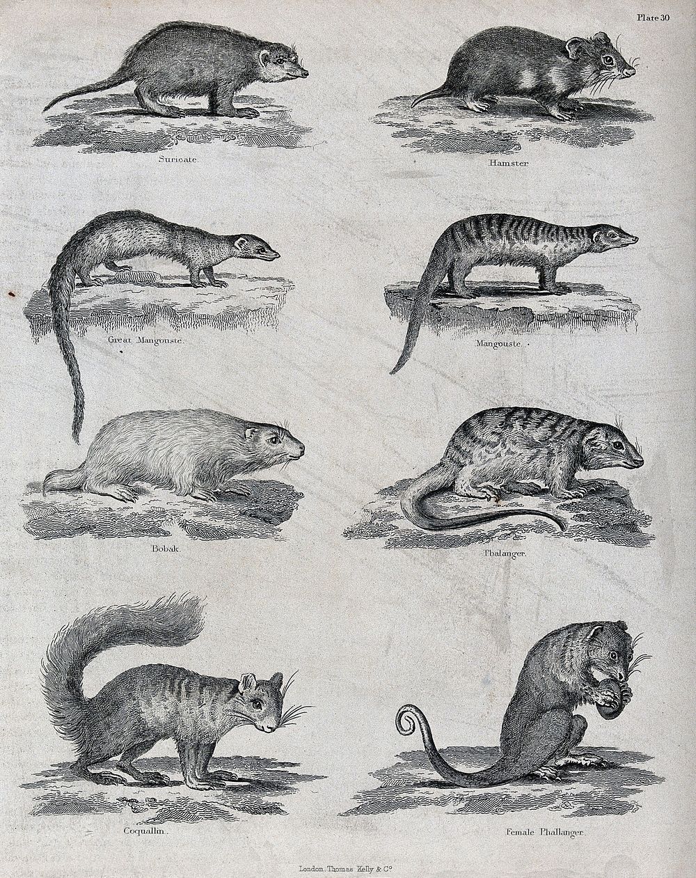 A selection of named rodents, marsupials and small carnivorous mammals. Etching.