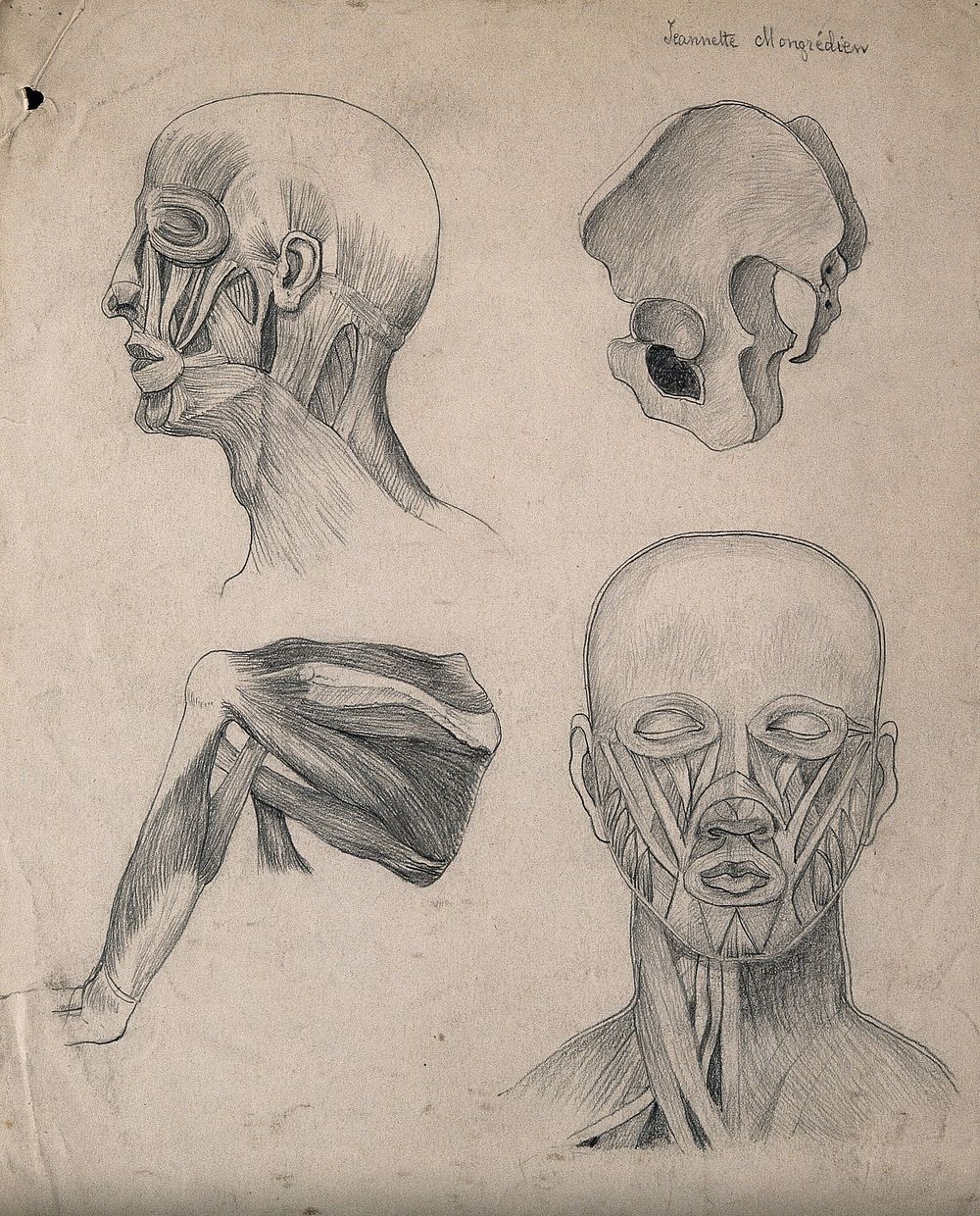 Muscles of the head, face and shoulder, with a side-view of the pelvic bone: four figures. Pencil drawing by J. Mongrédien…