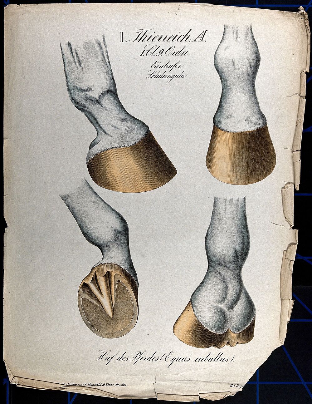 Lower parts of horses' legs, and hooves: four figures. Chromolithograph by H.J. Ruprecht, 1877.