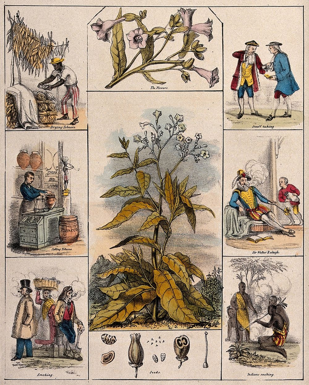 A tobacco plant (Nicotiana tabacum), its flowers and seeds, bordered by six scenes illustrating its use by man. Coloured…