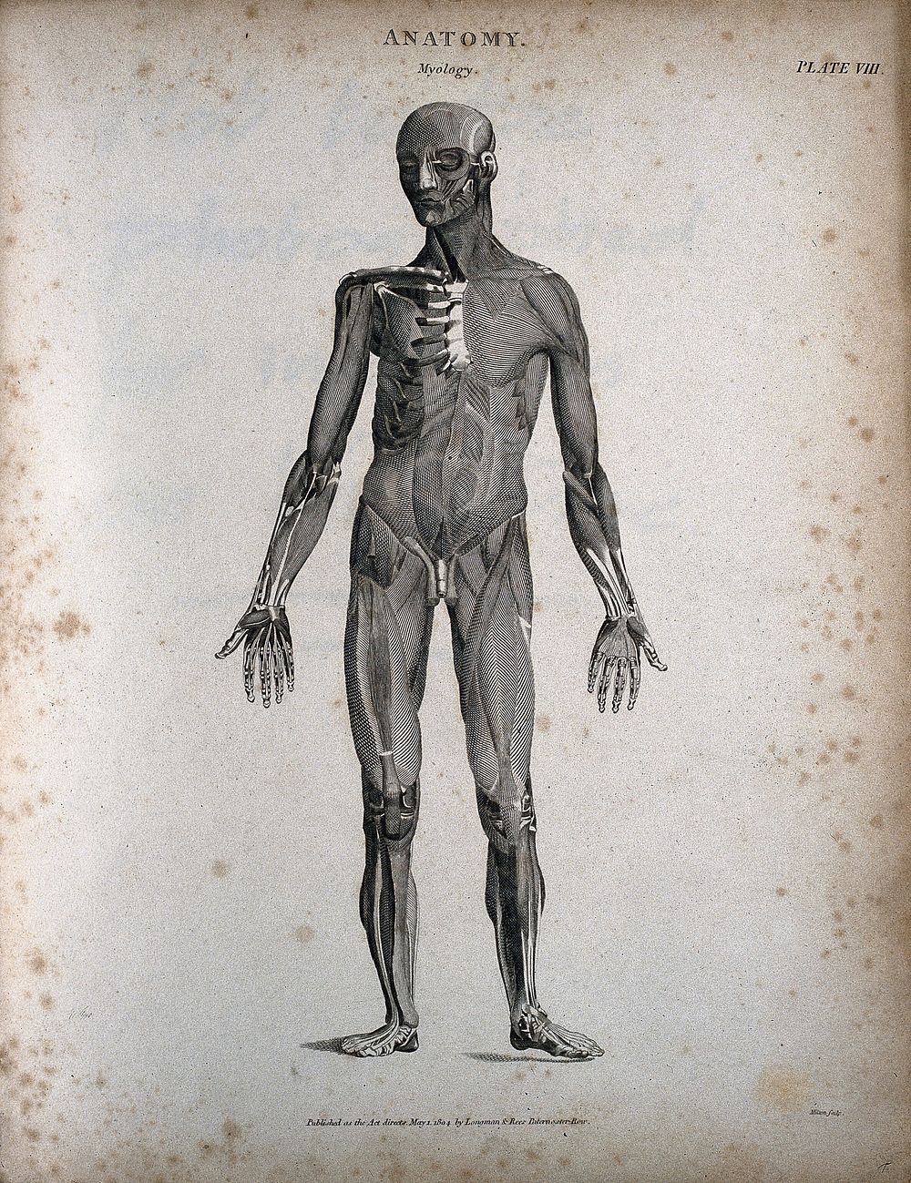 A standing male écorché figure: front view. Engraving by T. Milton, 1804.