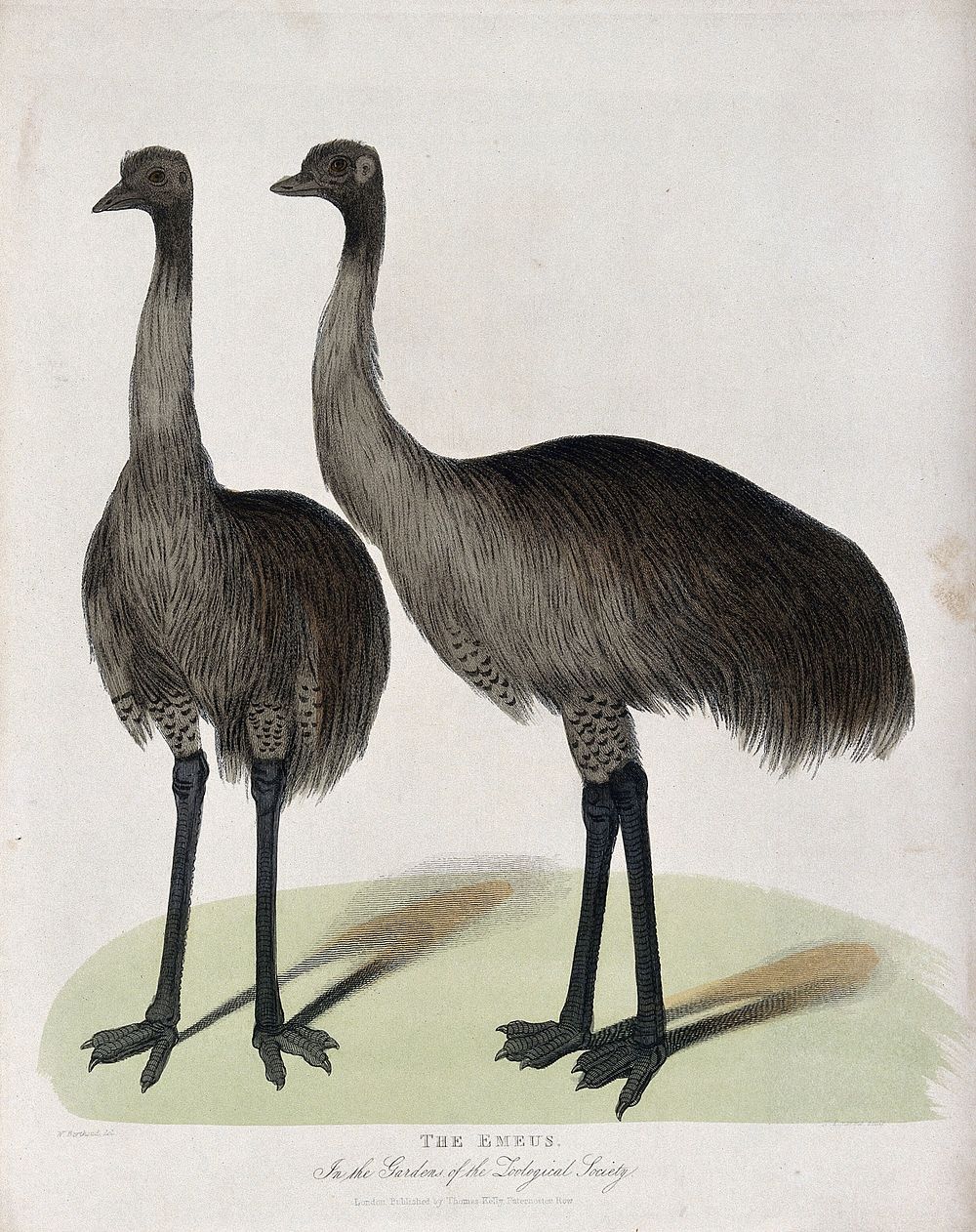Zoological Society of London: two emus. Coloured etching by W. Panormo after W. Berthoud.