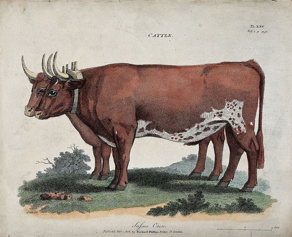 Two oxen harnessed to a yoke. Coloured etching, ca 1808, after Scott.