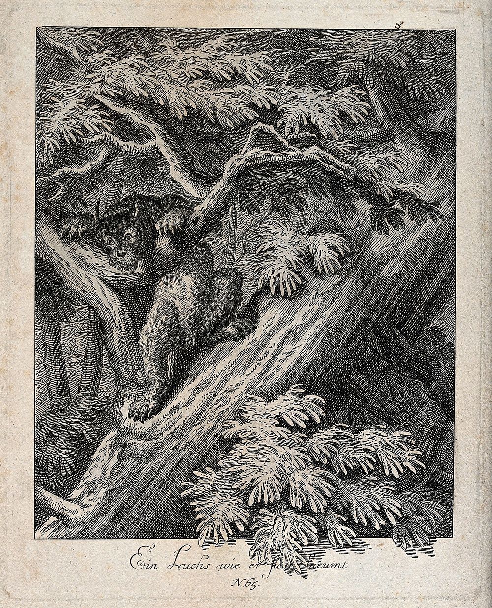 A lynx climbing up a tree. Etching [by J.E. Ridinger].