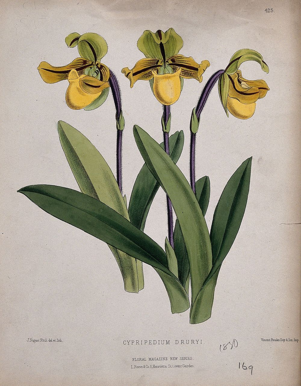 A lady's slipper orchid (Cypripedium drurii): flowering stems. Coloured lithograph by J. N. Fitch, c. 1880, after himself.
