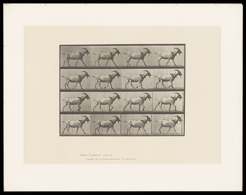 A goat walking. Collotype after Eadweard Muybridge, 1887.
