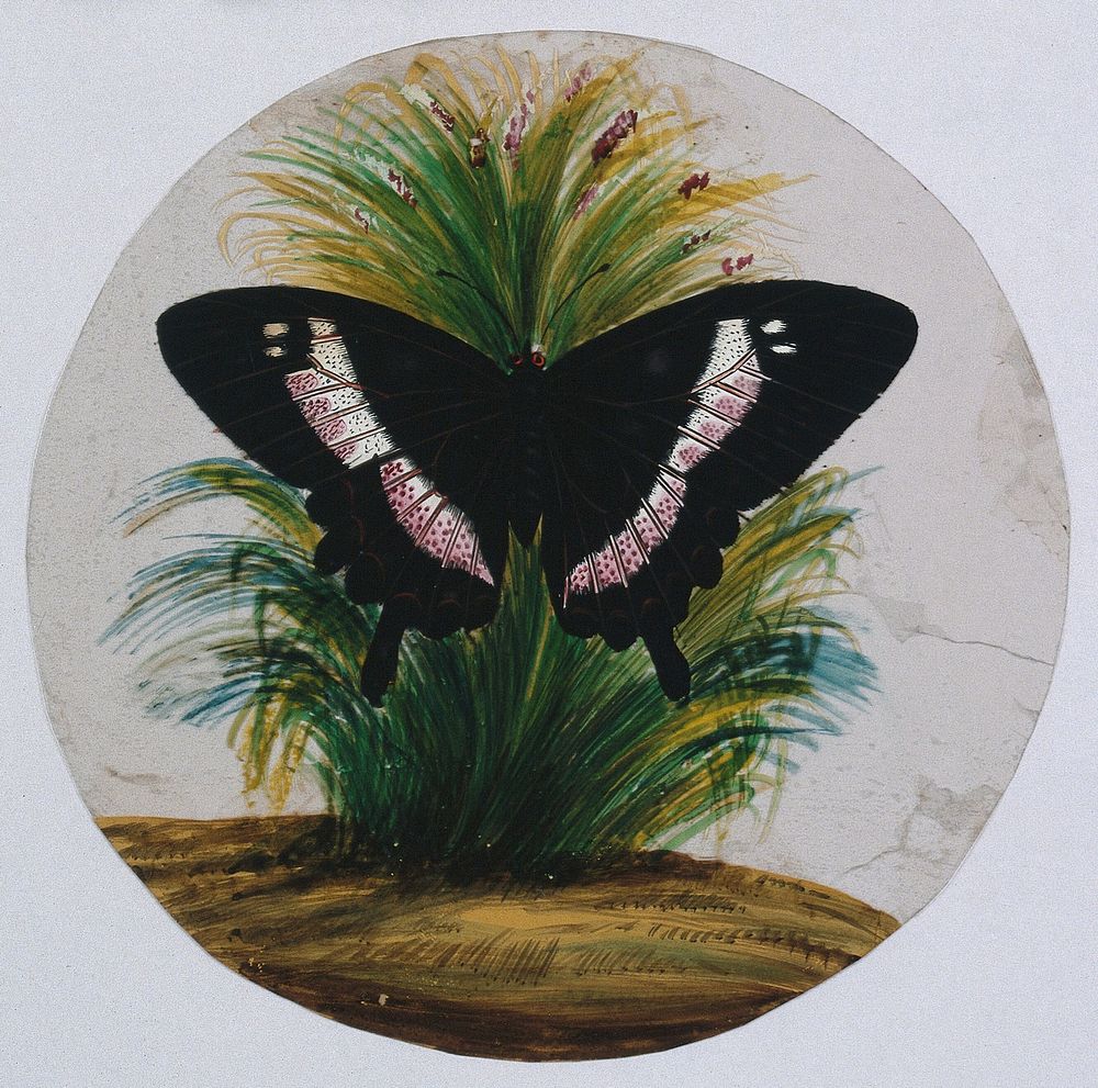 A white admiral  butterfly. Gouache painting on mica by an Indian artist.