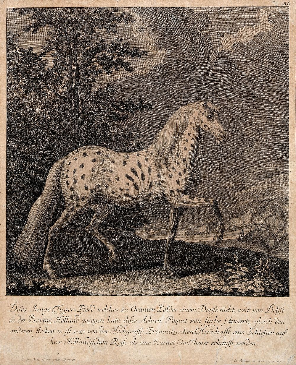 A horse with an abnormally coloured coat standing in a paddock with other horses in the background. Etching by J. E.…