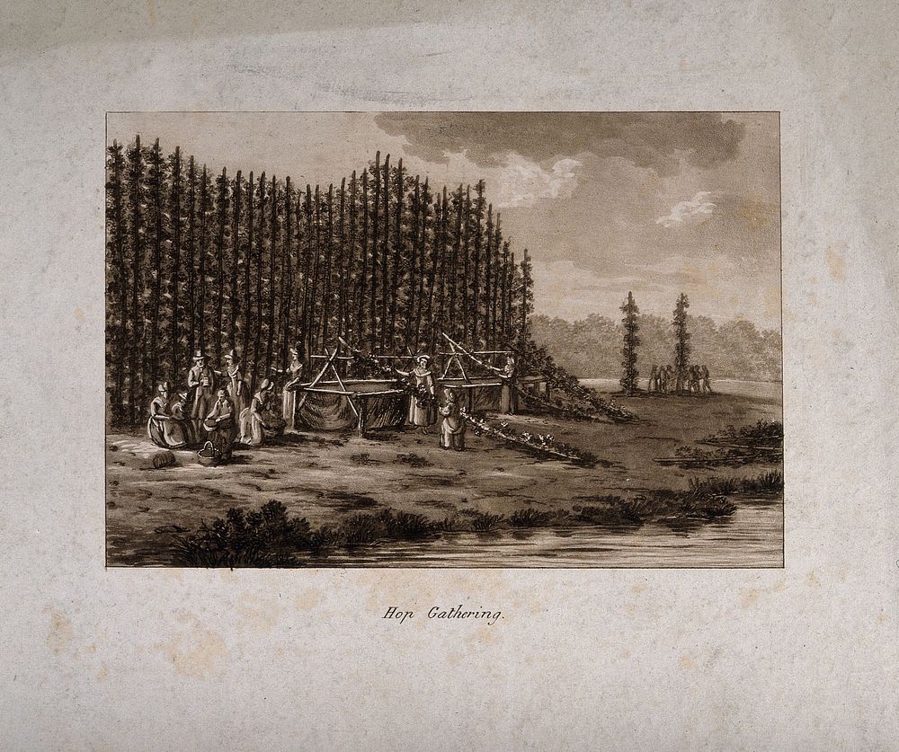 Hops being cut down and harvested in the field. Aquatint, c. 1786.