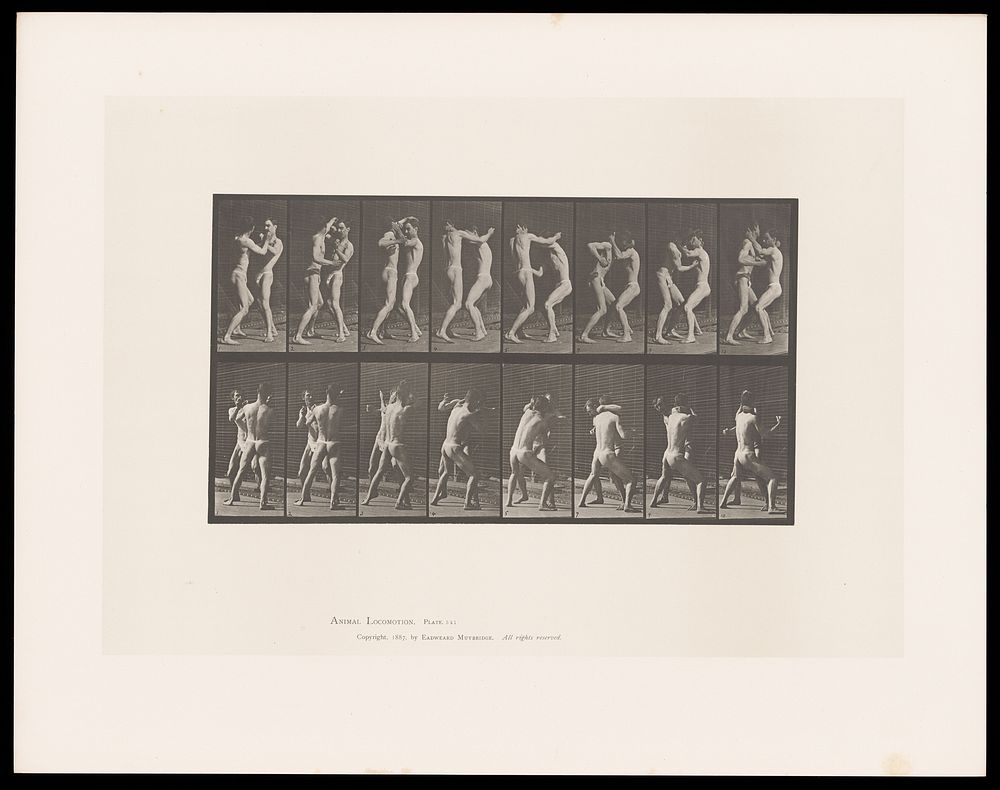 Two men in posing pouches face one another and exchange blows. Collotype after Eadweard Muybridge, 1887.