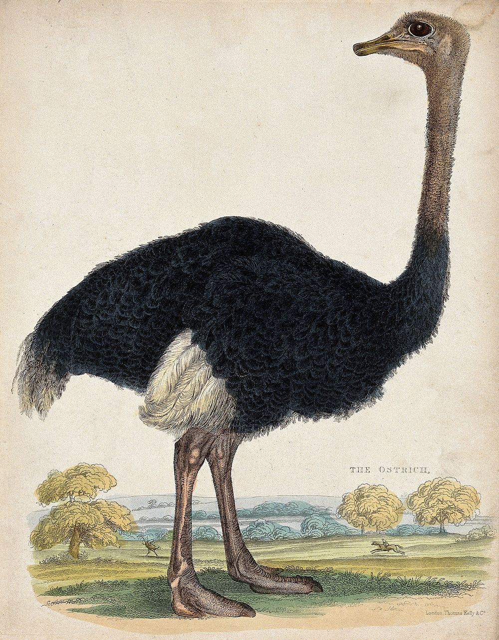 Zoological Society of London: an ostrich. Coloured etching.