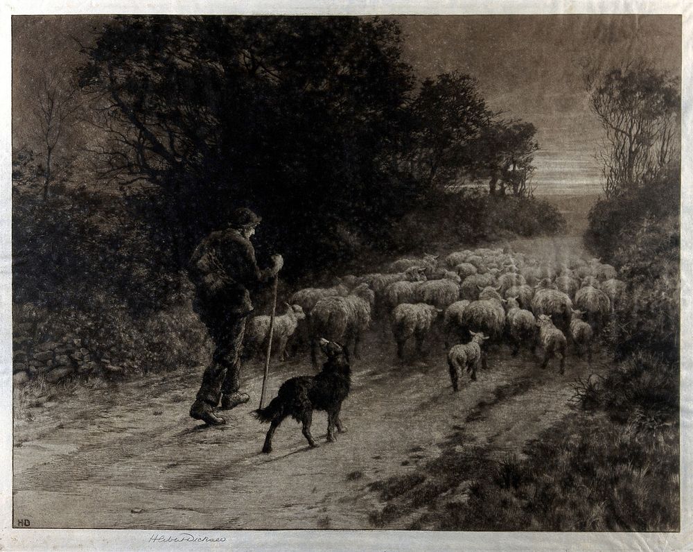 A shepherd and his dog, driving a flock of sheep along a country lane. Etching by Herbert Dicksee, 1901.