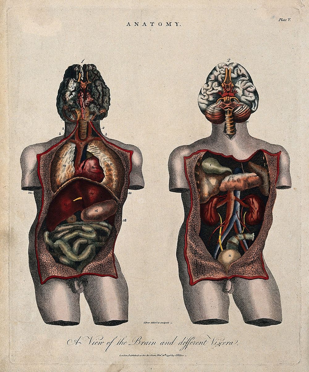 Brain and viscera: two figures showing a dissected torso, with brain and internal organs. Coloured line engraving by J.…