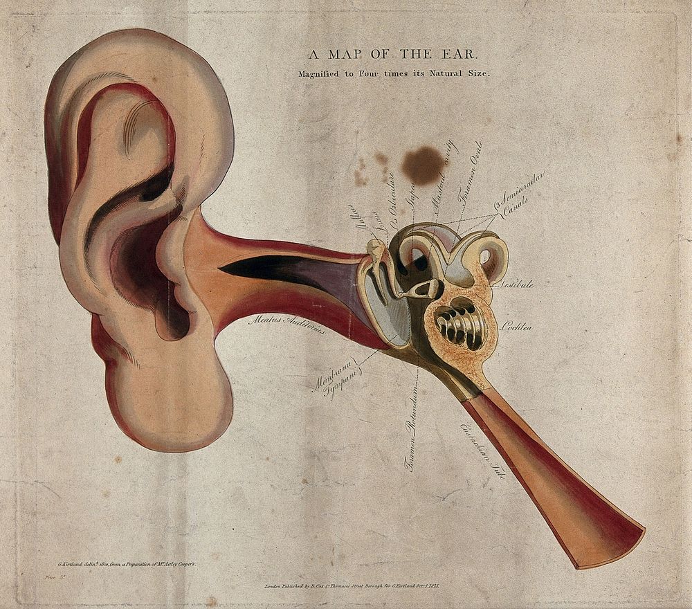 The human ear: a diagram showing the parts of the inner and outer ear. Coloured line engraving drawn by G. Kirtland in 1801…