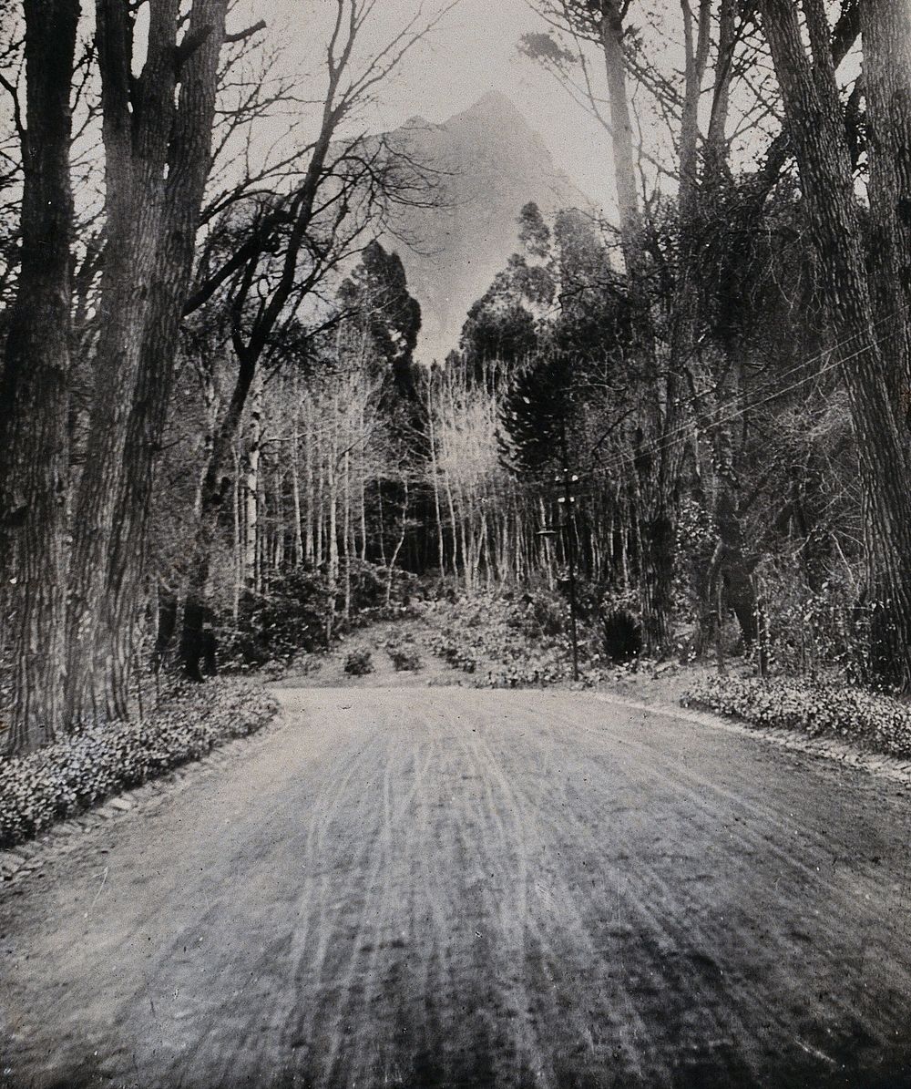 Cape Town, South Africa: a tree-lined road and mountains. Photograph by Dr Tempest Anderson, 1905.