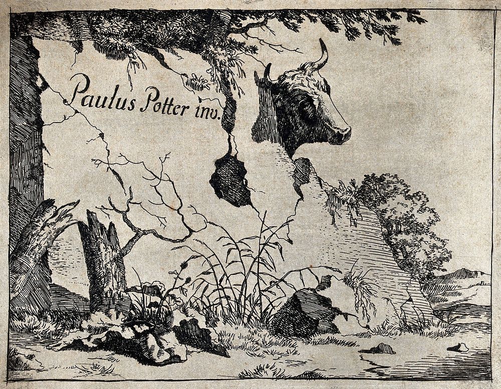 A cow standing behind a wall. Engraving with etching, pasted onto paper, after P. Potter, ca. 1650.
