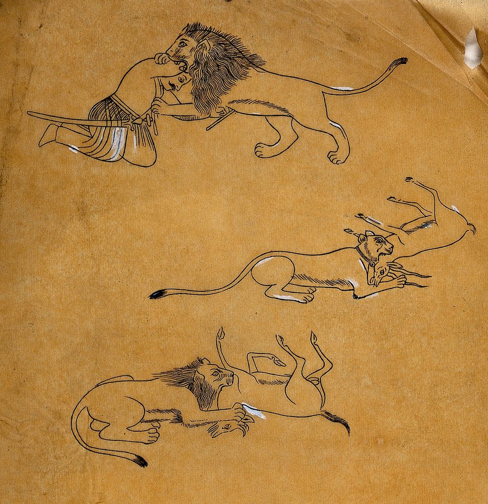 Three sketches associated with lions wrestling with man and deer. Ink drawing.