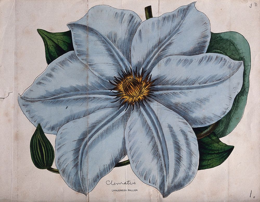 A garden clematis (Clematis x jackmanii): one large flower. Coloured lithograph.