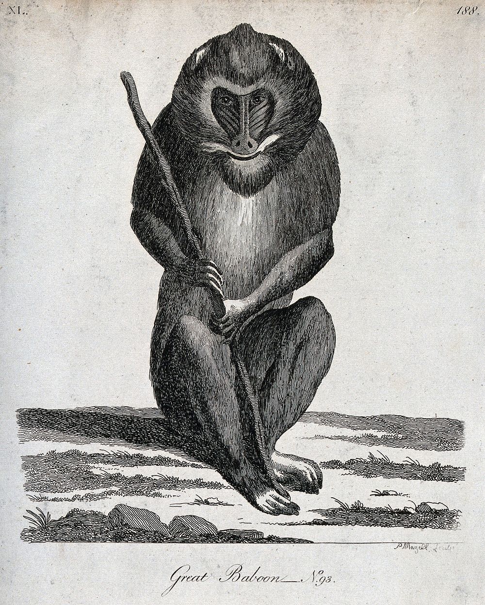 A great baboon sitting on the ground holding a stick. Etching by P. Mazell.