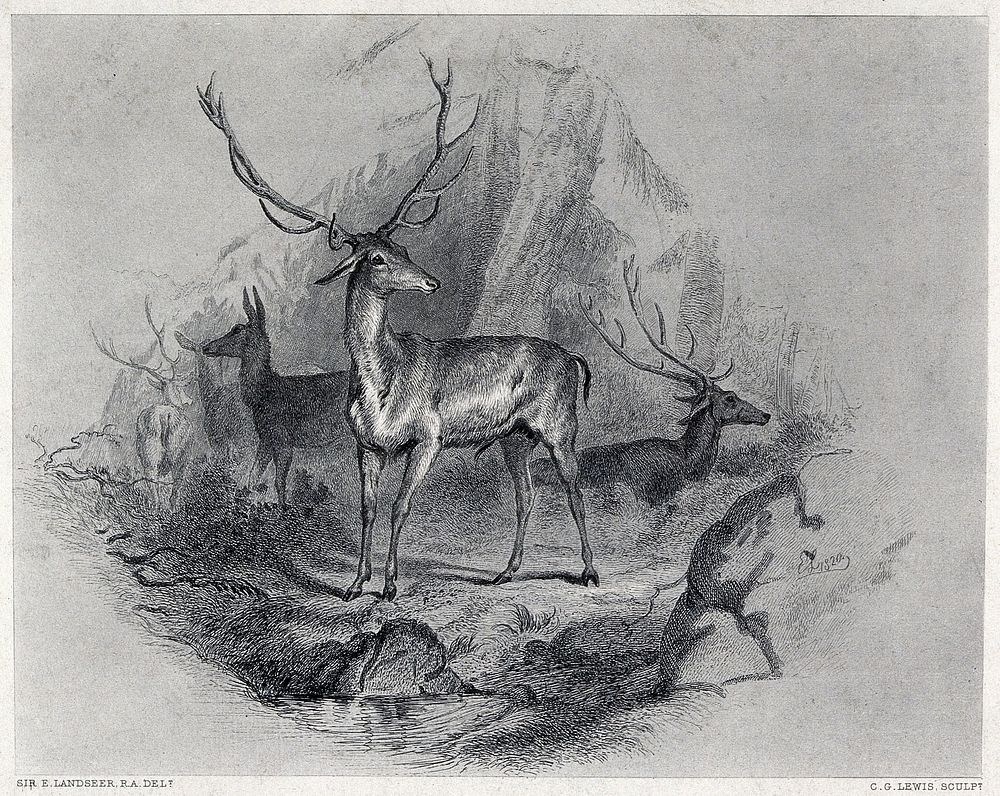 A stag standing in a mountainous landscape with stags and does in the background. Steel engraving by C. G. Lewis after E. H.…