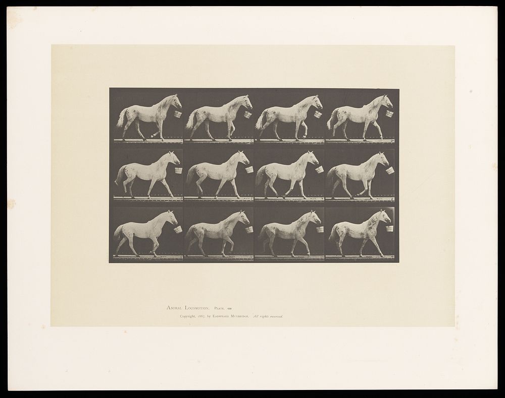 A horse carries a bucket in its mouth. Collotype after Eadweard Muybridge, 1887.