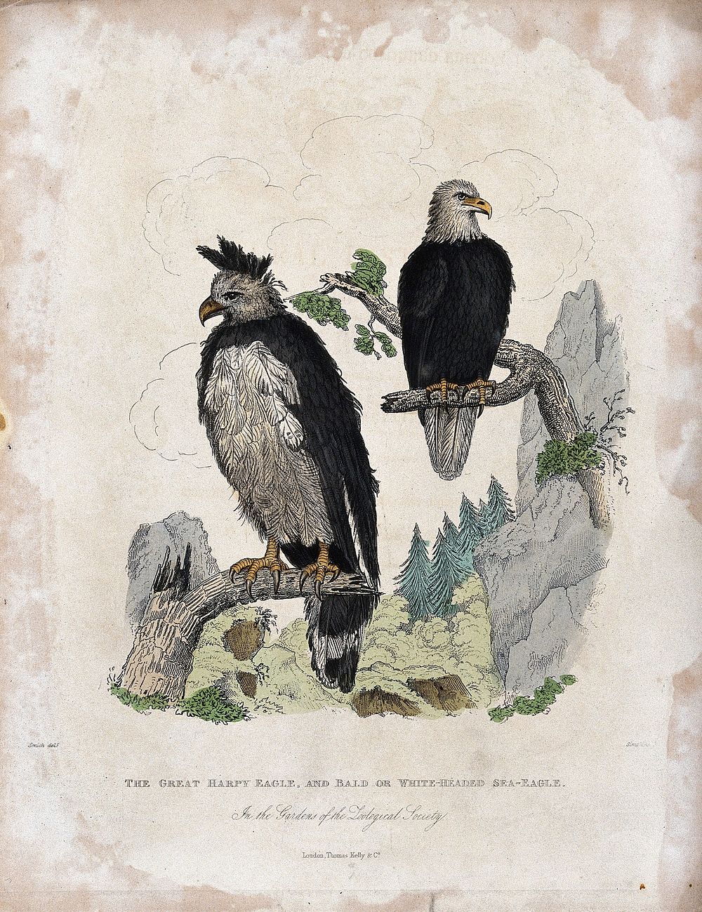 Zoological Society of London: A harpy eagle and a white-headed sea eagle. Coloured etching by Simpkins after H. Smith.