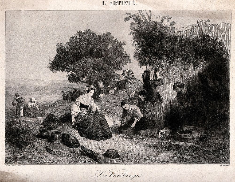 People harvesting grapes. Etching by C. Nanteuil.